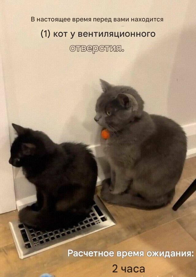 Прикольные КОТОмемы  