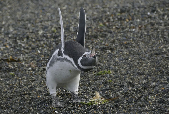 The Operating System Cannot Run, Isla Martillo, Beagle Channel