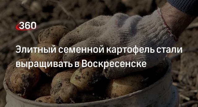 Элитный семенной картофель стали выращивать в Воскресенске