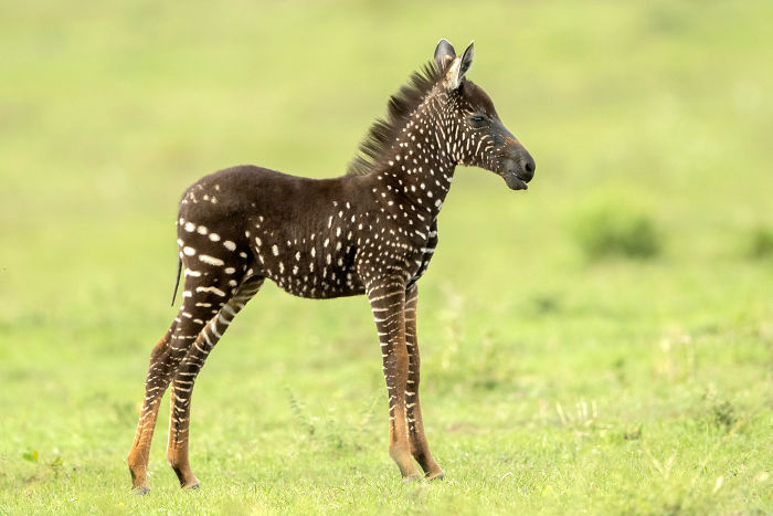 В национальном заповеднике Кении родилась уникальная зебра с крапинками вместо полосок