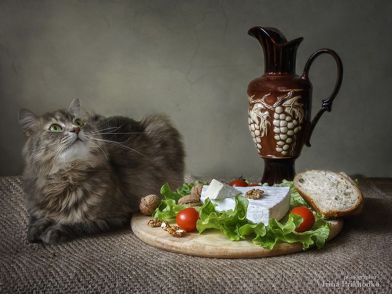 Сидела кошечка в окошке, встречала теплую весну. Натюрморты Ирины Приходько Фотография