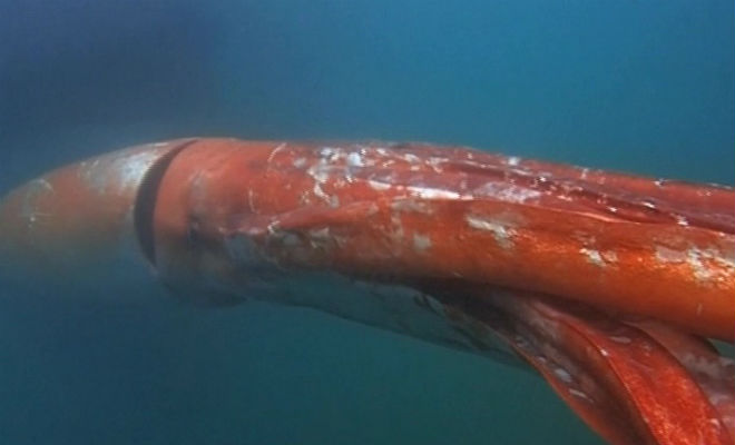 14 метров щупалец: к рыбакам на камеру выплыл гигантский кальмар глубоководный кальмар,кракен,океан,Пространство