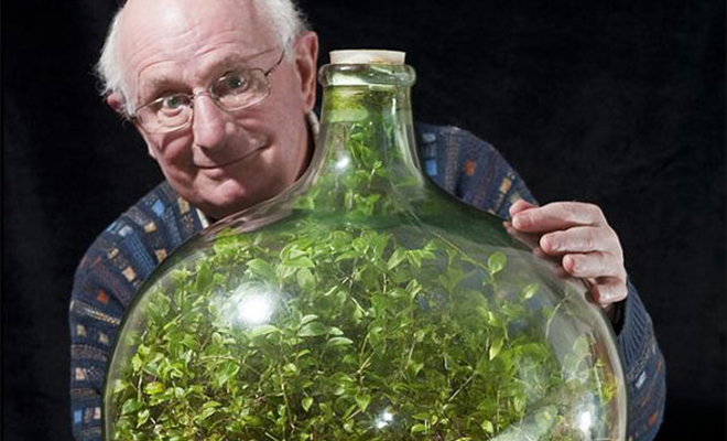 В 1960 году назад ботаник запечатал в бутылке сад. Растения обходились без воды и воздуха 60 лет Культура