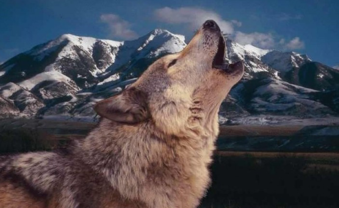 Заводим дома настоящего волка собаки, волка, содержания, породы, очень, волков, законодательство, опасное, Многие, более, Закон, России, гражданское, волчьей, разрешает, владеть, собачьей, волкопсов, соотношения, процентного