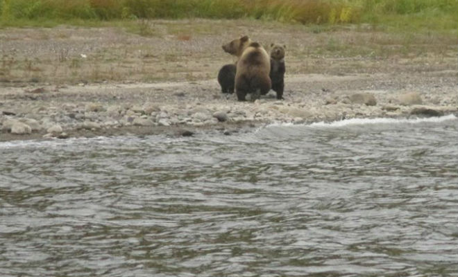 Рыбаки заметили медвежат в ледяной воде и не побоялись помочь. Появилась медведица и отблагодарила людей медведица, медвежат, берегу, бросились, рыбаков, Медвежата, пришлось, проплывала, рыбацкая, лодка Люди, помощь, сразу, схватился, лодку, второго, сачкомhttpwwwyoutubecomwatchv9I5CEvTAM2YНа, вылавливать, счастью, ждала, забрала