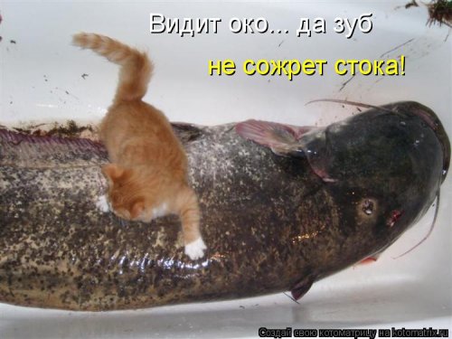 Лучшая котоматрица недели  смешные картинки