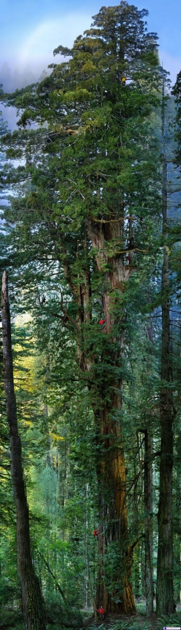 NewPix.ru - Самое большое дерево в мире