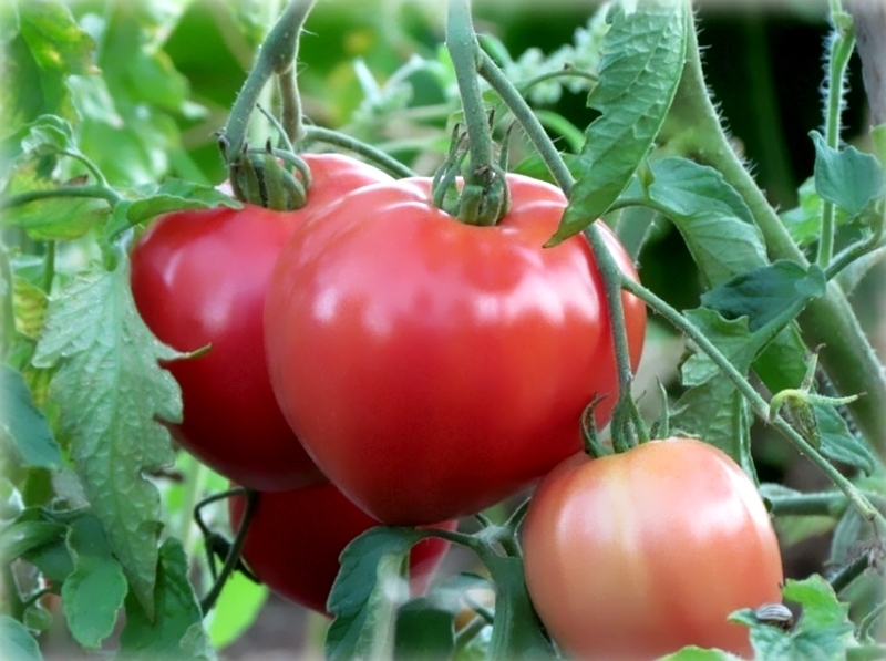 Метод выращивания томатов без полива
