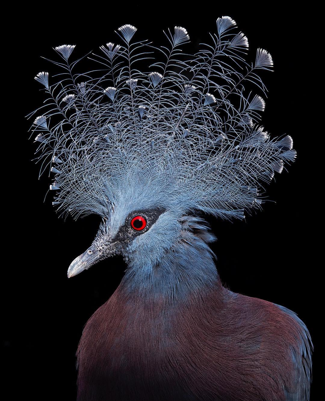 10+ невероятно красивых птиц, которым место на обложке журналов pixabaycomФотограф, также, синицаФилиппинский, орелКакаду, майора, МитчеллаВенценосный, голубь, ВикторияТукан, ТокоКрасный, кардиналТим, является, журавльЯкобинский, автором, Endangered, «Находящиеся, угрозой, исчезновения», и More, Human, «Больше