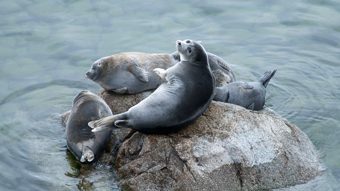 Байкальская нерпа: как живет эндемик  самого глубокого озера в мире нерпы, нерпа, байкальская, жизни, ласты, когтями, которые, может, животного, живут, время, нерпаФото, служат, точно, месяца, Байкала, довольно, байкальской, который, особей