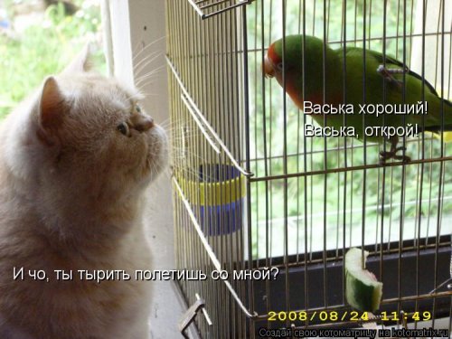 Лучшая котоматрица недели (41 фото)