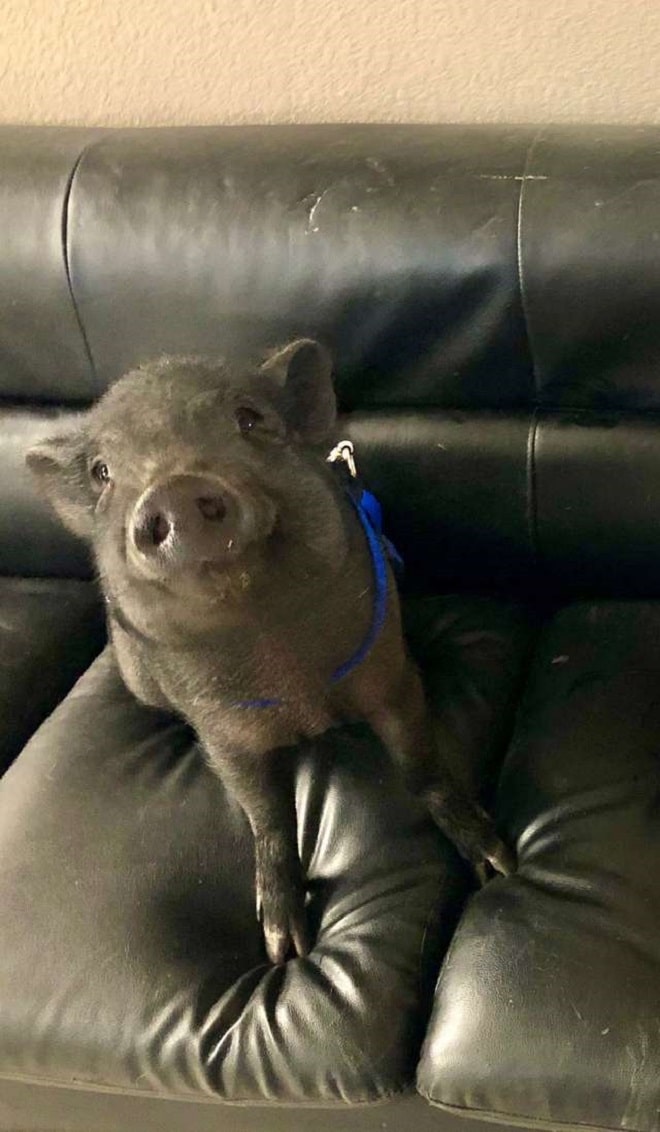 Поросенок сидит