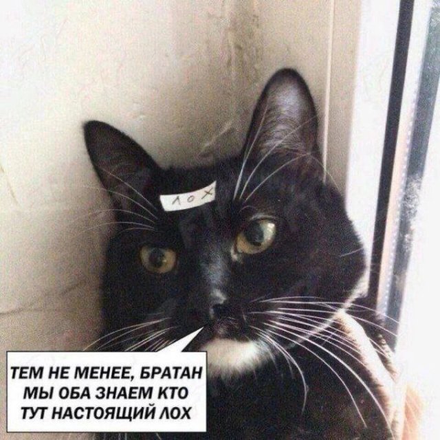 Прикольные картинки с надписями и свиничница Прикольные картинки с надписями и свиничница