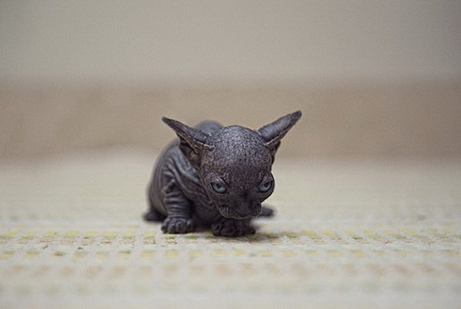 Чудесные кошки-сфинксы на фотографиях Серены Ходсон