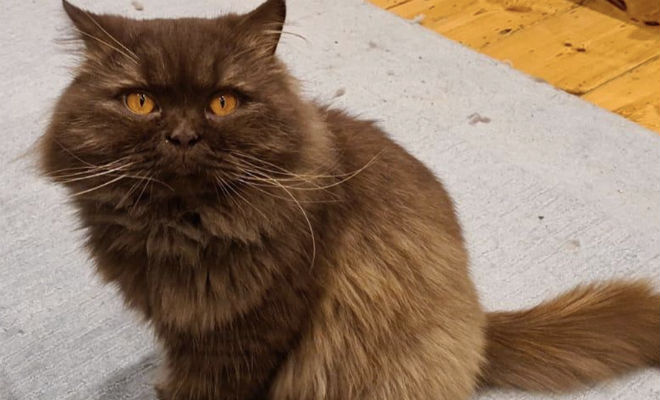 Кота из России обнаружили в Англии за 3000 километров от дома. Люди гадают, как как он добрался