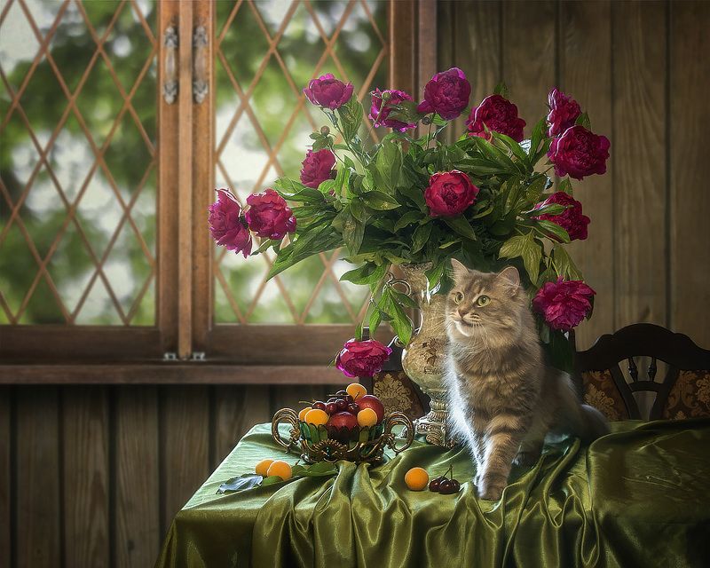Сидела кошечка в окошке, встречала теплую весну. Натюрморты Ирины Приходько Фотография