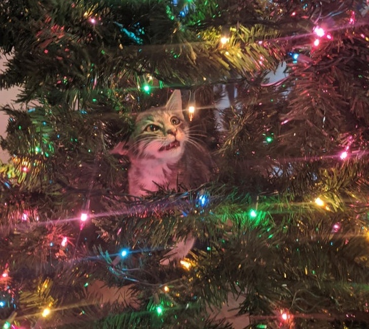 Котики не могут пройти мимо ёлки! Котики не могут пройти мимо ёлки!