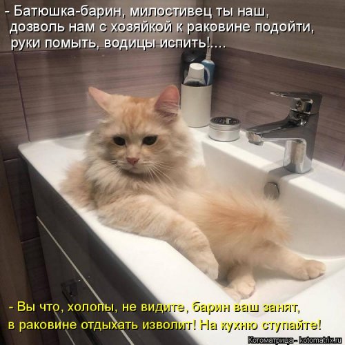 Лучшая котоматрица недели  смешные картинки