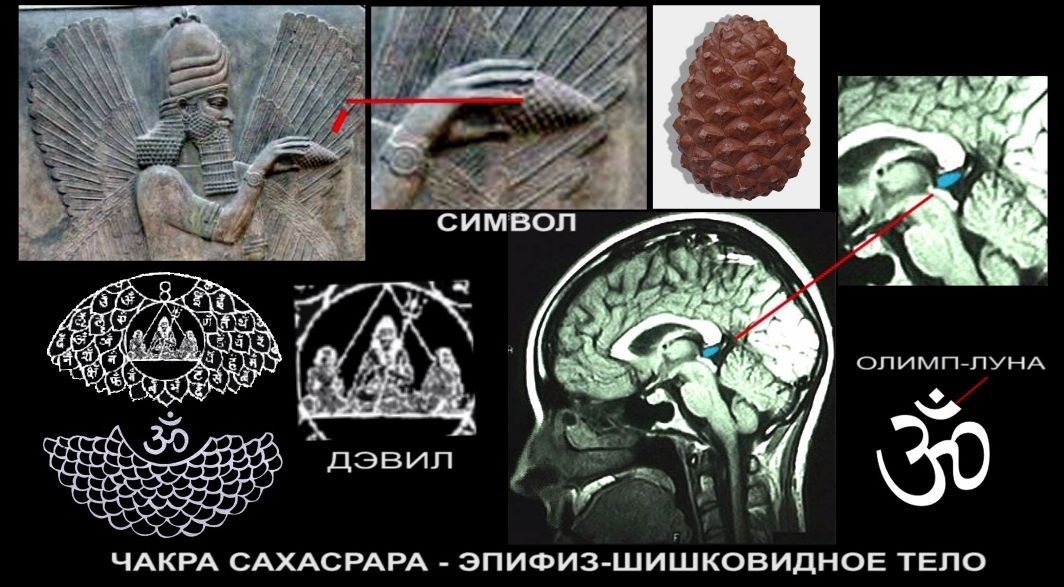 Базовая схема питания елены пятибрат