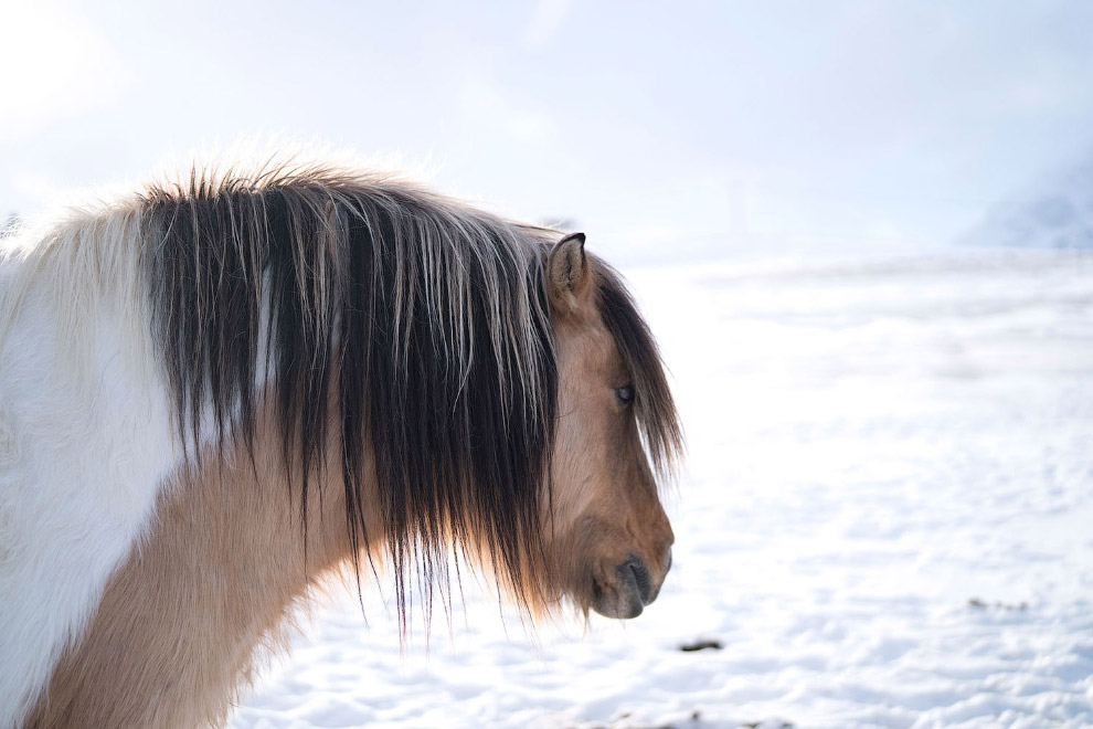 Лошадка в ожидании весны на Лофотенских островах на севере Норвегии
