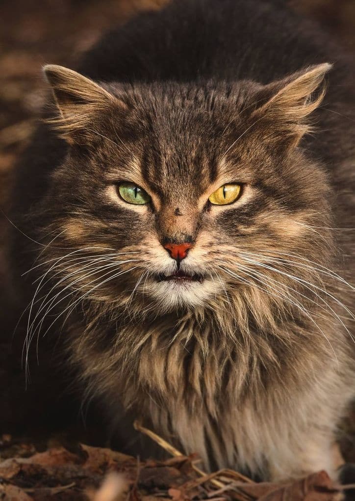 Portraits Of Stray Cats