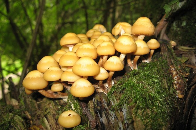 Где искать грибы опята, чтобы принести домой целую корзину?