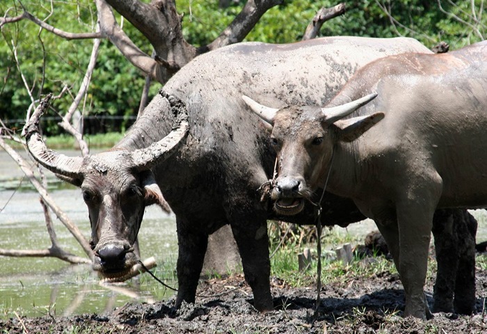 Самец и самка буйвола индийского: основные отличия