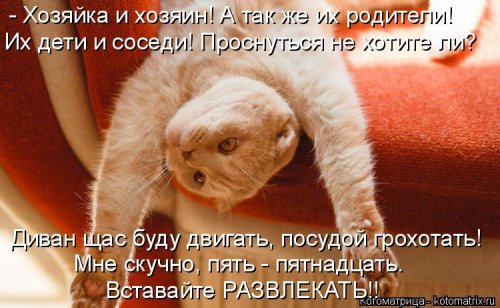 Лучшая котоматрица недели  смешные картинки