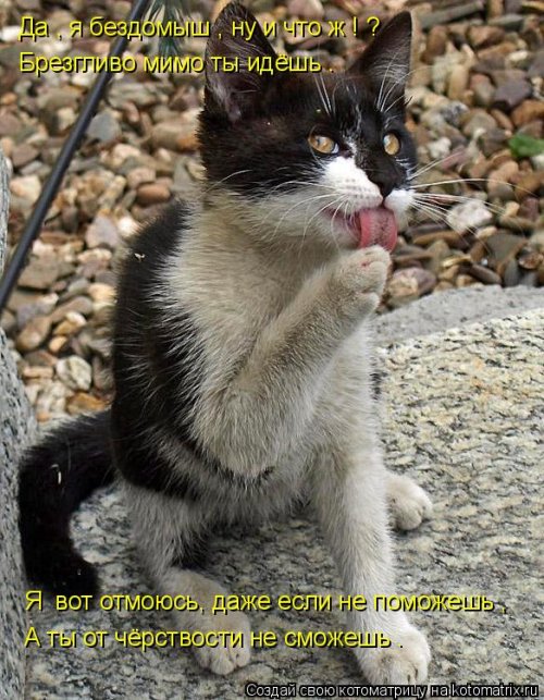 Лучшая котоматрица недели  смешные картинки
