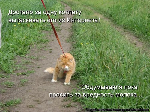 Лучшая котоматрица недели  позитив,смешные картинки,юмор