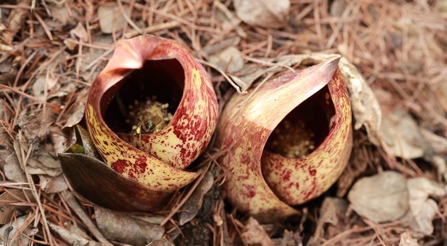 Многолетники с яркими плодами в осеннем саду плоды, Actaea, Аризема, Arisaema, плодами, яркими, созревания, когда, менее, более, ягоды, время, семян, крупные, соцветия, растения, Воронец, летом, гораздо, подофиллов