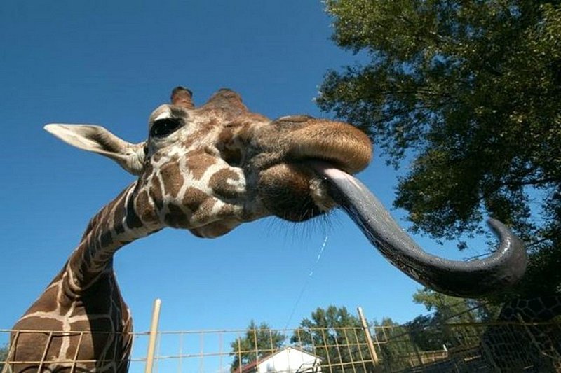 У жирафов абсолютно черный язык, длина которого может доходить до 45 см. животный мир, информация, юмор