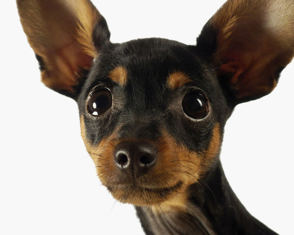 «Никто не может грустить, когда у него есть собака» «Никто не может грустить, когда у него есть собака» не всё так грустно