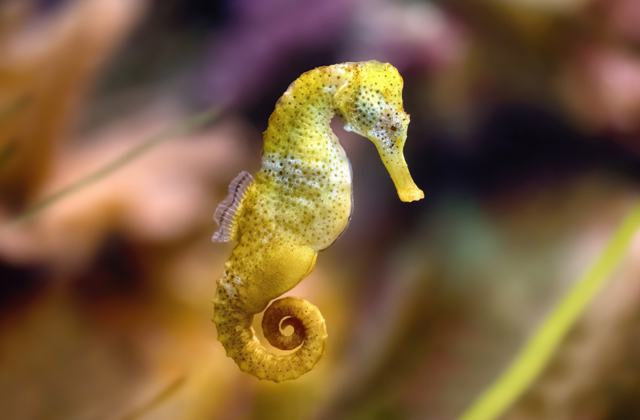 Почему морской конек плавает «стоя»? Почему морской конек плавает «стоя»?