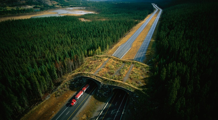 Во многих странах принято строить дорожные переходы для животных Во многих странах принято строить дорожные переходы для животных животные