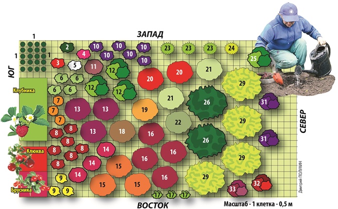 Схема посадки плодово ягодных культур на участке
