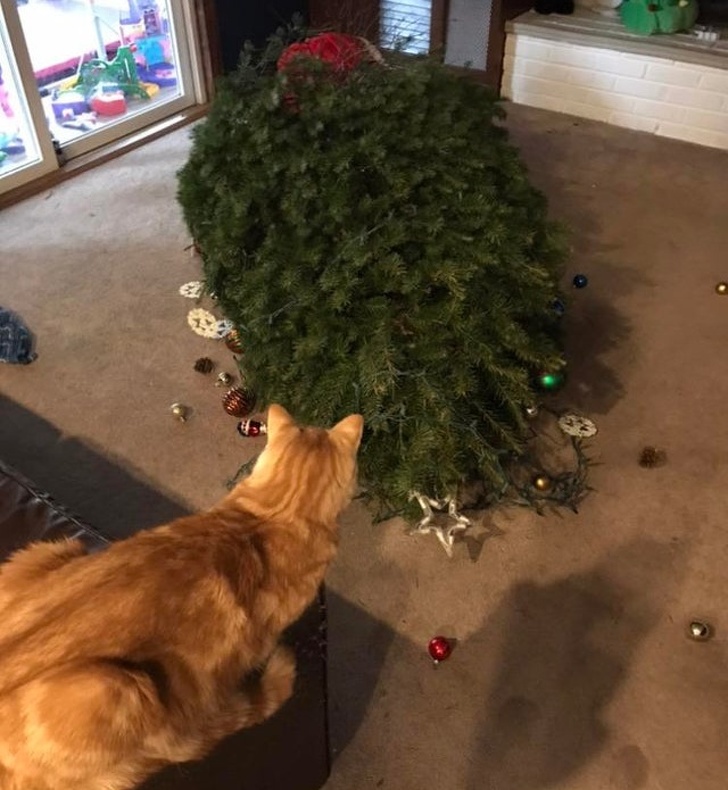 Котики не могут пройти мимо ёлки! Котики не могут пройти мимо ёлки!