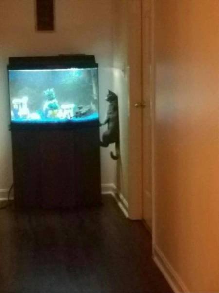 Прелестные животные, которые подарят вам улыбку 