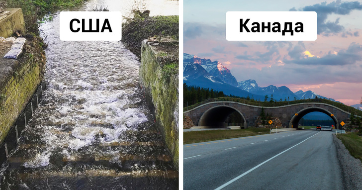 Во многих странах принято строить дорожные переходы для животных Во многих странах принято строить дорожные переходы для животных животные