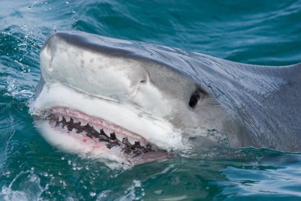 Тигровая акула, одна из 5 самых опасных акул в мире акулы, акула, может, побережья, часто, акулой, морские, только, очень, спортивной, молодых, убила, скопление, сразу, является, полосы, большой, людей, поэтому, линия