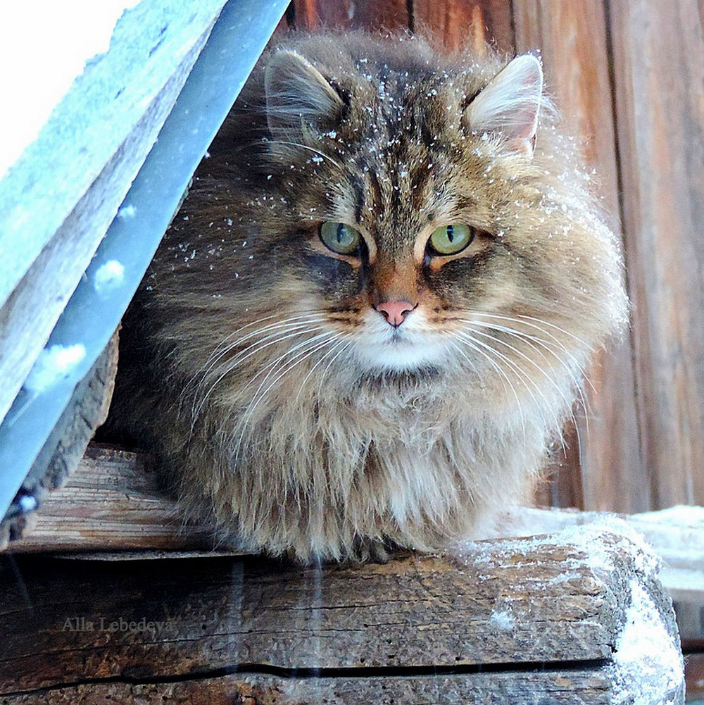 Дома живет кот. Коты Аллы Лебедевой Кошляндия. Лебедева Сибирская кошка. Сибирская кошка Кысь. Кошка Сибирская Кошляндия.