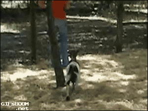 Подборка прикольных и веселых гифок Подборка прикольных и веселых гифок