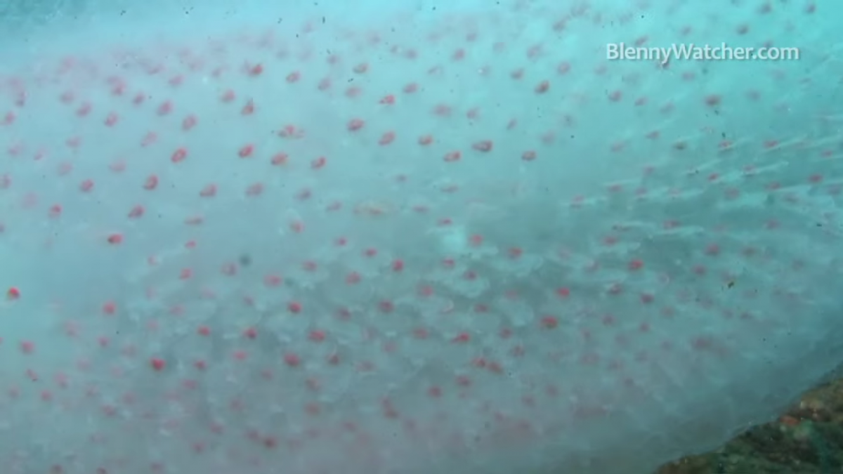 Пиросомы – одни из самых странных обитателей подводного мира