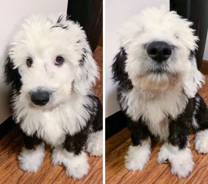 26 животных, чьи фото нужно смотреть два раза в день для настроения 26 животных, чьи фото нужно смотреть два раза в день для настроения животные