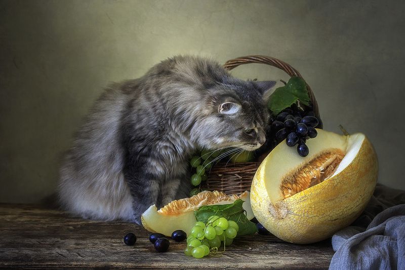 Сидела кошечка в окошке, встречала теплую весну. Натюрморты Ирины Приходько Фотография