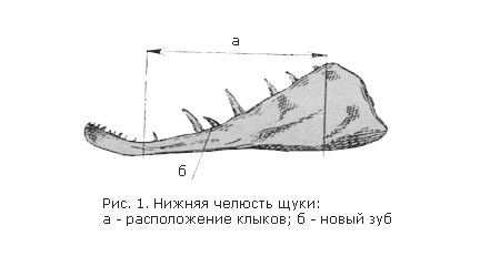  нижняя челюсть щуки