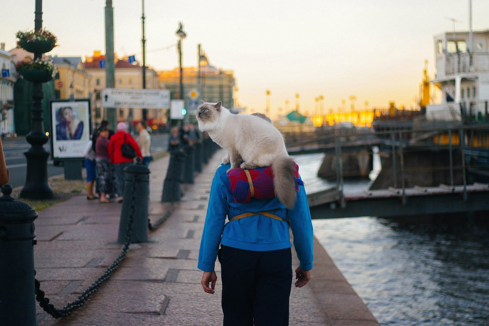 На Васильевском острове часто видят мужчину с котом на плечах. Мы попытались выяснить, кто это: для начала — питомца зовут Пончик Анатольевич…