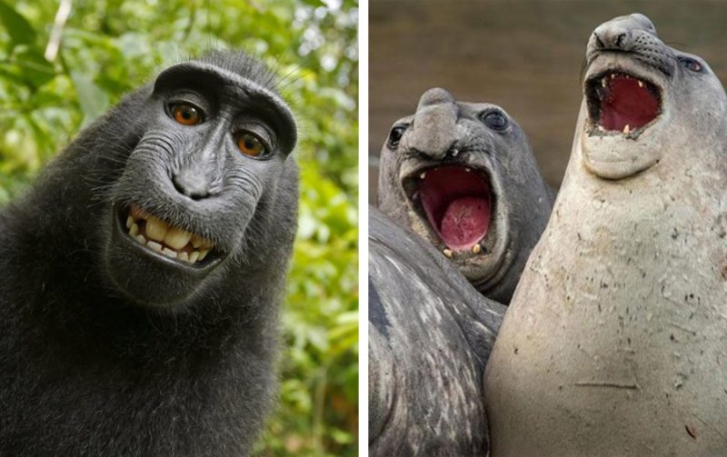 12 фотографий с животными, которые доказывают, что они совсем как мы
