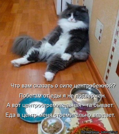 Лучшая котоматрица недели  смешные картинки