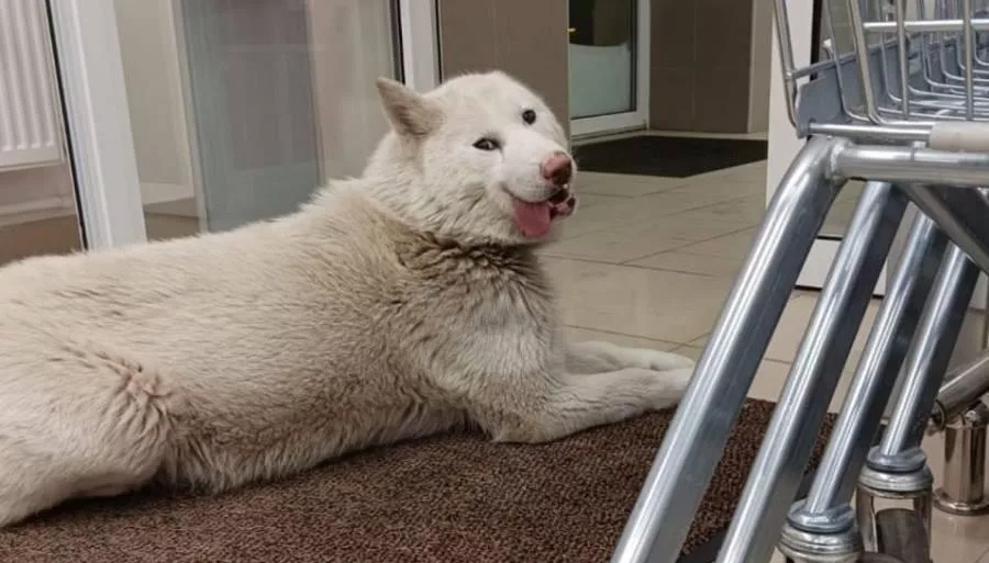 В Свердловской области бездомная собака стащила тапки в магазине